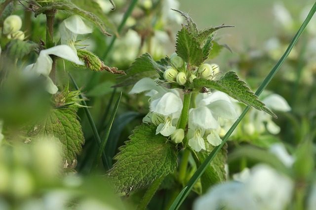 dead-nettle-g1b7cfc19f_640